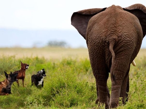 Elephant image
